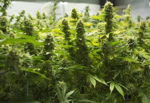 Выращивание марихуаны из семян в гидропонной системе