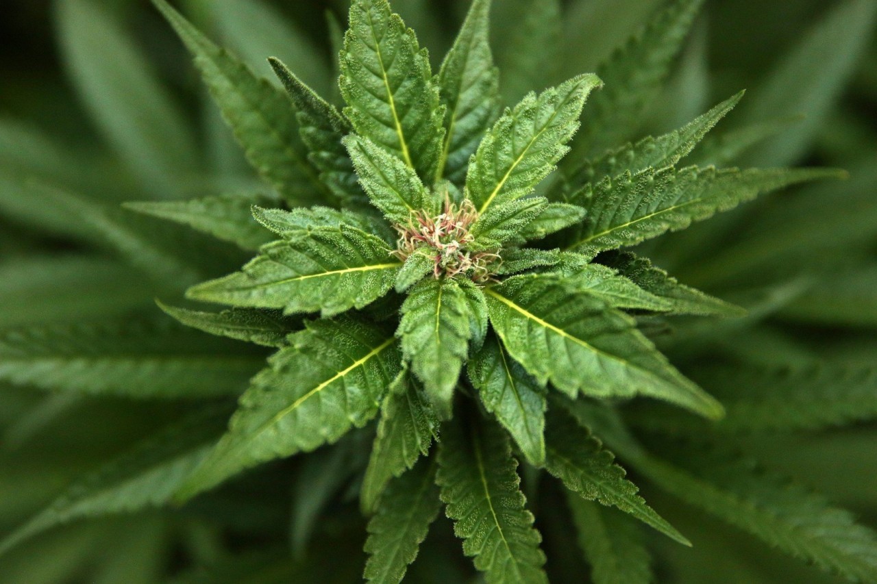 Выращивание марихуаны из семян в гидропонной системе